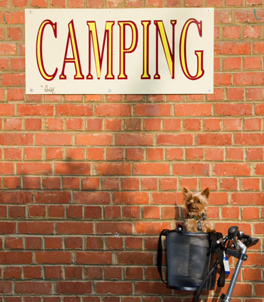 Teddie-camping