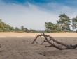 De Soesterduinen