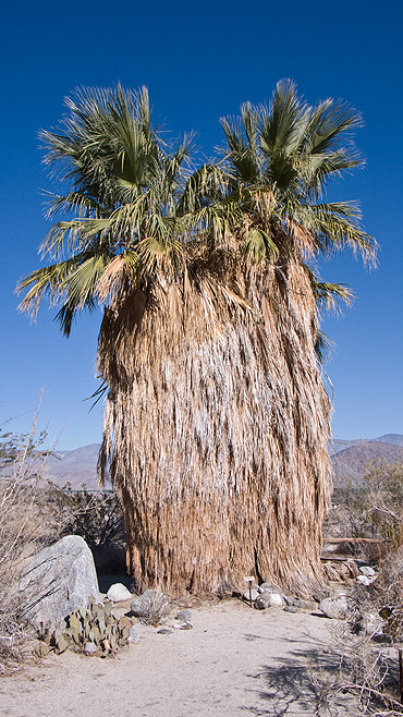 Siamese palmboom bij het bezoekerscentrum