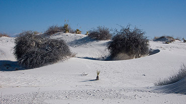 skunk-bush bij White Sands National Monument